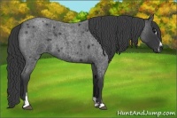 Horse Color:Blue Roan Sabino