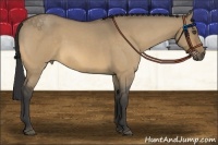 Horse Color:Buckskin Roan Dun 