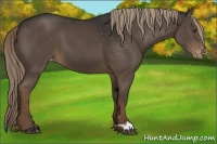 Horse Color:Liver Chestnut Appaloosa