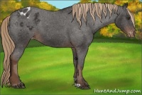 Horse Color:Liver Chestnut Appaloosa 