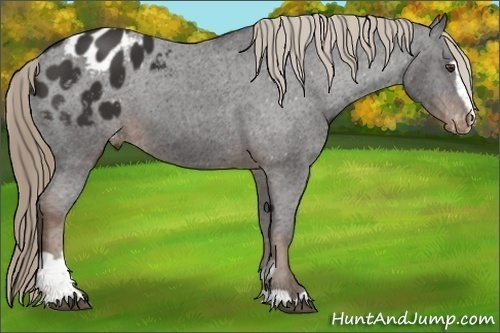 Horse Color:Liver Chestnut Sabino Appaloosa 
