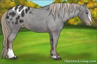 Horse Color:Liver Chestnut Sabino Appaloosa 