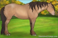 Horse Color:Amber Champagne 