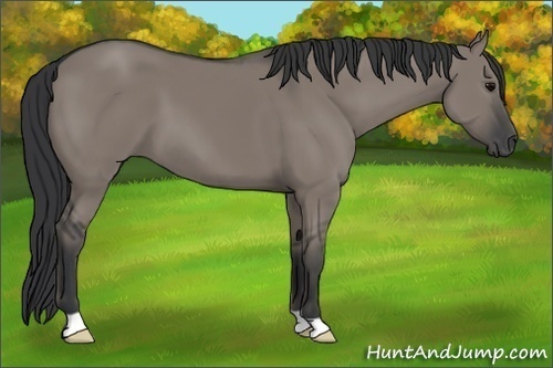 Horse Color:Grullo