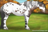 Horse Color:White Spotted Liver Chestnut Tobiano Frame Appaloosa 