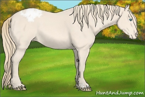 Horse Color:Perlino Appaloosa 
