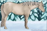 Horse Color:Chocolate Palomino Pearl 