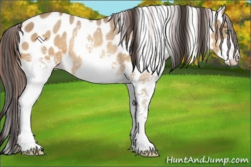 Horse Color:White Spotted Amber Champagne Appaloosa 