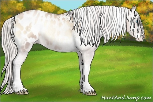 Horse Color:White Spotted Silver Buckskin Pearl Onyx Blanket 