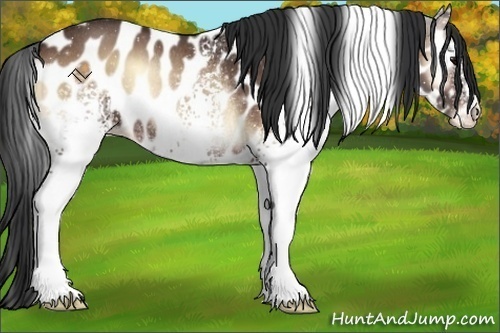 Horse Color:White Spotted Brown Onyx Leopard Rabicano