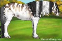 Horse Color:White Spotted Brown Onyx Leopard Rabicano 