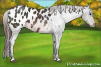 Horse Color:Brown Appaloosa