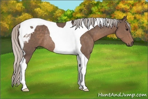 Horse Color:Silver Black Sabino Tobiano Rabicano 