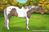 Horse Color:Silver Black Sabino Tobiano Rabicano