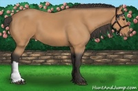 Horse Color:Buckskin 