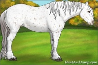 Horse Color:Bay Appaloosa 