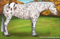 Horse Color:Bay Appaloosa Rabicano 