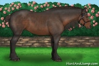 Horse Color:Liver Chestnut Sabino