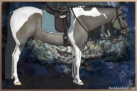 Horse Color:Grullo Tobiano Rabicano