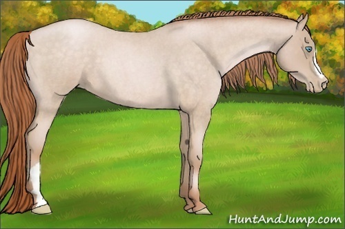 Horse Color:Buckskin Roan Pearl 