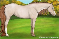 Horse Color:Buckskin Roan Pearl