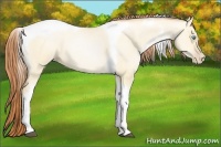 Horse Color:Buckskin Roan Pearl Dun Tobiano 