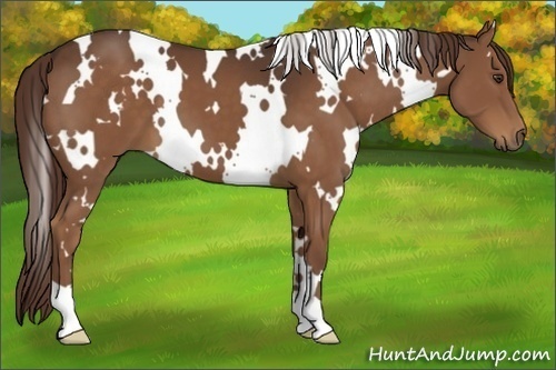 Horse Color:White Spotted Liver Chestnut 