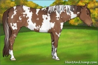 Horse Color:White Spotted Liver Chestnut 