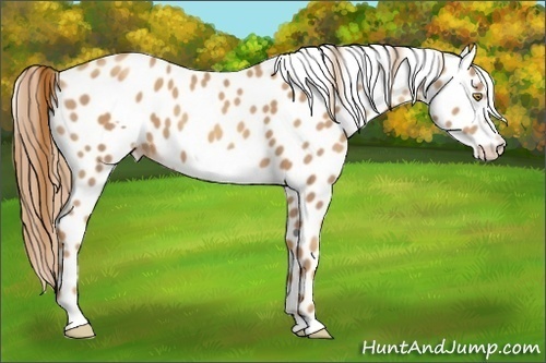 Horse Color:Gold Champagne Frame Appaloosa 