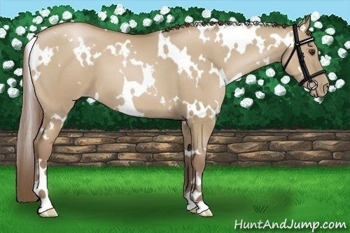 Horse Color:White Spotted Grullo Pearl
