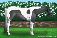Horse Color:Black Tobiano 