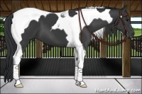 Horse Color:Black Tobiano 