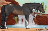 Horse Color:Buckskin Tobiano