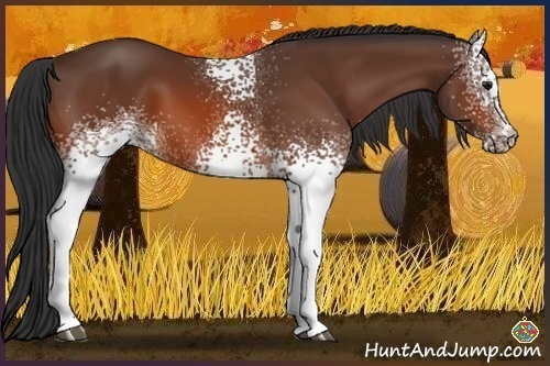 Horse Color:White Spotted Bay 