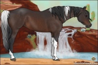 Horse Color:Bay Sabino Tobiano