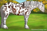 Horse Color:Brown Near Leopard