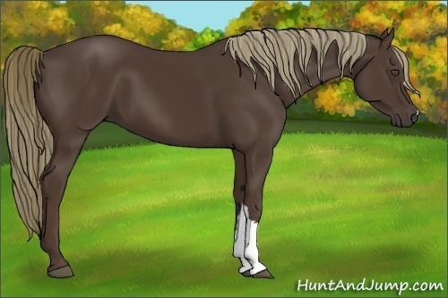 Horse Color:Liver Chestnut