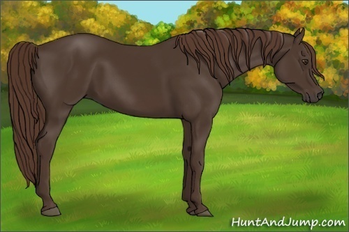 Horse Color:Liver Chestnut