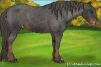 Horse Color:Liver Chestnut Appaloosa