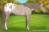 Horse Color:Liver Red Dun Appaloosa Rabicano 
