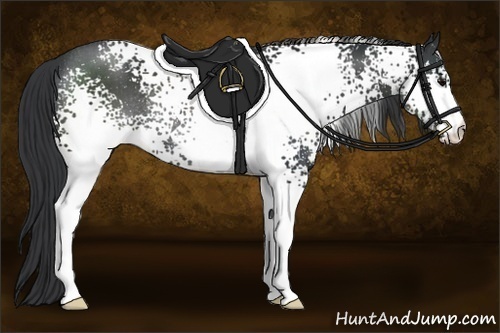 Horse Color:White Spotted Black Rabicano 