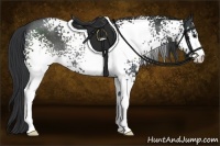 Horse Color:White Spotted Black Rabicano 
