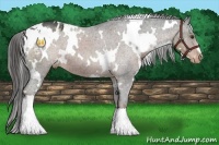 Horse Color:White Spotted Liver Chestnut Varnish