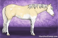 Horse Color:Silver Amber Cream Champagne Dun Splash 