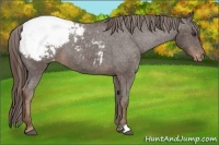 Horse Color:Liver Chestnut Appaloosa