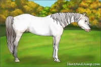 Horse Color:Brown Dun Frame Blanket
