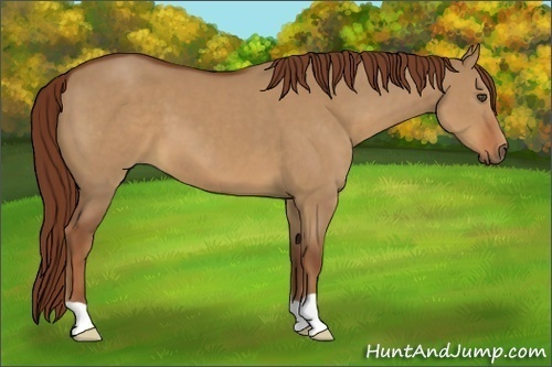 Horse Color:Unknown 