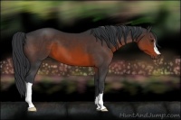 Horse Color:Brown 