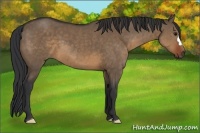 Horse Color:Brown Dun 