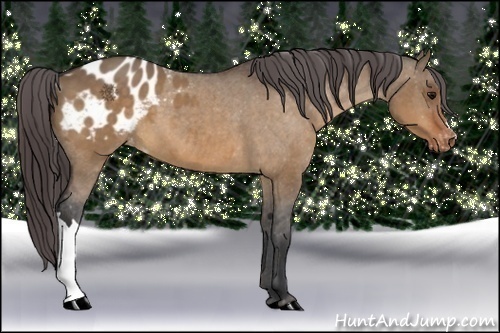 Horse Color:Bay Dun Appaloosa 